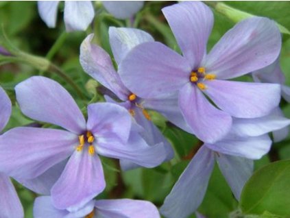 Flox výbežkatý 'Blue Ridge' - Phlox stolonifera 'Blue Ridge'