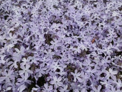 Flox šidlolistý 'G. F. Wilson' - Phlox subulata 'G. F. Wilson'