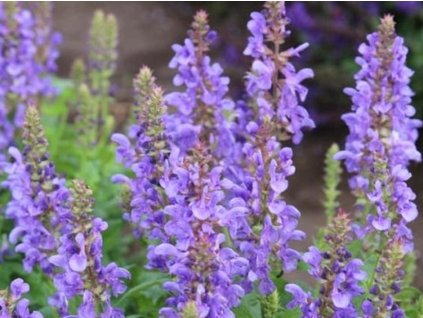 Šalvia hájna 'Marvel Sky Blue' - Salvia nemorosa 'Marvel Sky Blue'