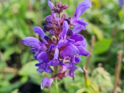 Šalvia hájna 'Marvel Sky Blue' - Salvia nemorosa 'Marvel Sky Blue'