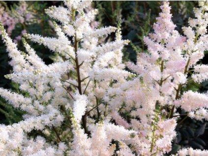 Astilba Arendsova 'Bumalda' - Astilbe x arendsii 'Bumalda'