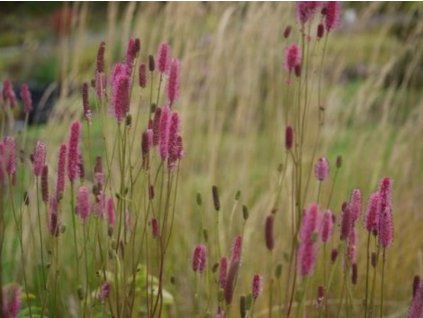 Krvavec lekársky 'Blackthorn' - Sanguisorba officinalis 'Blackthorn'