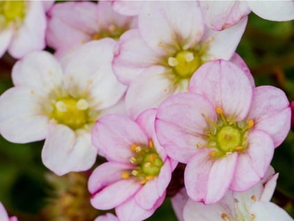 Lomikameň Arendsov 'Ice Colours Appleblossom' - Saxifraga x arendsii 'Ice Colours Appleblossom'
