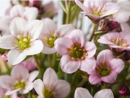 Lomikameň Arendsov 'Ice Colours Pearl White' - Saxifraga x arendsii 'Ice Colours Pearl White'