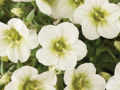 Lomikameň Arendsov 'Limerock' - Saxifraga x arendsii 'Limerock'