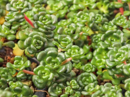 Rozchodník oreganum - Sedum oreganum  Sedum oreganum