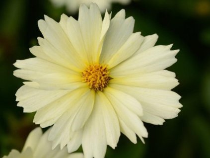 Kráska veľkoúborová  'UpTick Cream' - Coreopsis grandiflora   'UpTick Cream '