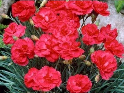 Klinček peristý 'David' - Dianthus plumarius 'David'