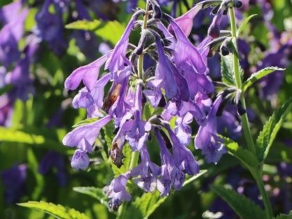 Kocúrnik sibírsky 'Souvenir d'André Chaudron' - Nepeta sibirica 'Souvenir d'André Chaudron'