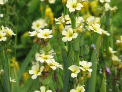 Badil žíhaný - Sisyrinchium striatum