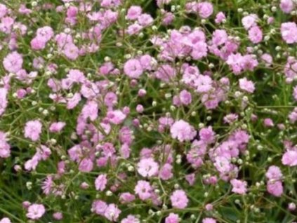 Gypsomilka metlinatá 'Flamingo' - Gypsophila paniculata 'Flamingo'