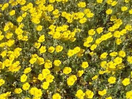 Devätorník x hybridum 'Gelber Findling' - Helianthemum x hybridum 'Gelber Findling'