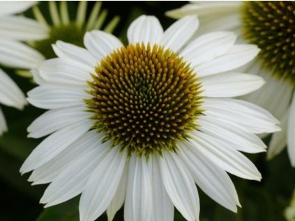 Echinacea purpurová Sombrero 'Blanco' - Echinacea purpurea Sombrero 'Blanco'