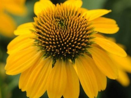 Echinacea purpurová Sombrero 'Lemon Yellow' - Echinacea purpurea Sombrero 'Lemon Yellow'