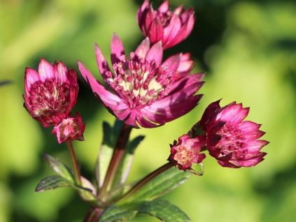 Jarmanka väčšia 'Primadonna' - Astrantia major 'Primadonna'
