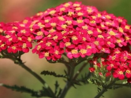 Rebríček obyčajný 'Milly Rock Red' - Achillea millefolium 'Milly Rock Red'