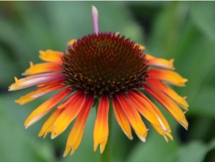 Echinacea purpurová Sombrero 'Special Yellow Red' - Echinacea purpurea Sombrero 'Special Yellow Red'