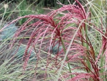 Ozdobnica čínska 'Silver Cloud'