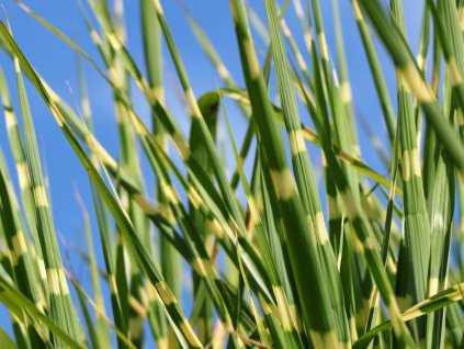 Ozdobnica čínska 'Zebrinus Compact' - Miscanthus sinensis 'Zebrinus Compact'