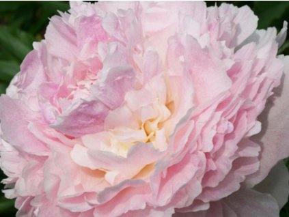 Pivonka čínska 'Chiffon Parfait'