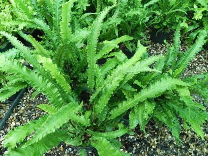 Jelení jazyk 'Angustifolia' - Asplenium scolopendrium 'Angustifolia'
