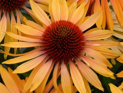 Echinacea 'Honey Skipper' - Echinacea 'Honey Skipper'