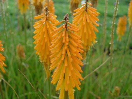 Fakľovka 'Mango Popsicle' - Kniphofia 'Mango Popsicle'