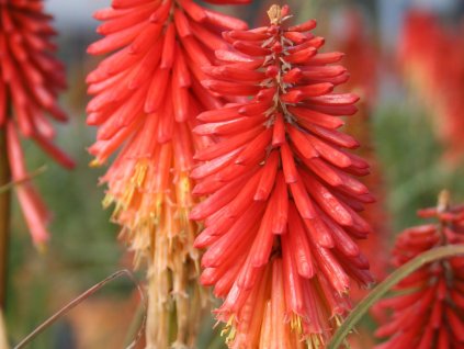 Mnohokvět 'Papaya Popsicle' - Kniphofia 'Papaya Popsicle'
