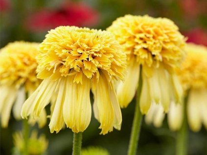 Echinacea 'Lemon Drop' - Echinacea 'Lemon Drop'