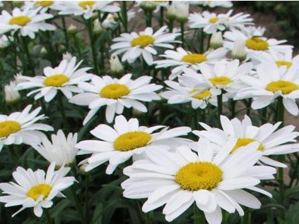 Margaréta 'Snow Cap' - Leucanthemum 'Snow Cap'