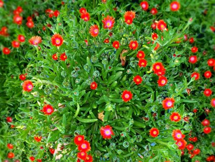 Poludňovka Ice Cream 'Fire' - Delosperma cooperi Ice Cream 'Fire'