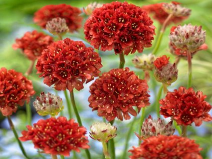 Trávnička prímorská 'Ballerina Red' - Armeria pseudoarmeria 'Ballerina Red'