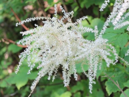 Udatník lesný - Aruncus dioicus var.sylvester