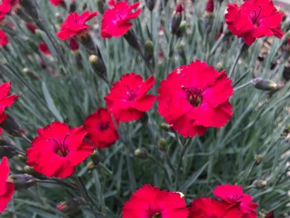 Klinček záhradný Mountain Frost Collection 'Red Garden' - Dianthus caryophyllus Mountain Frost Collection 'Red Garden'