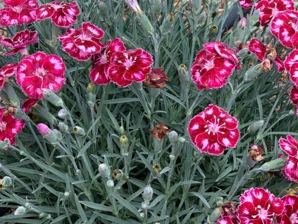 Klinček záhradný  Mountain Frost Collection 'Ruby Glitter' - Dianthus caryophyllus Mountain Frost Collection 'Ruby Glitter'