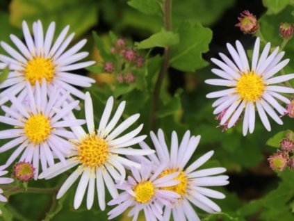 Astra 'Asran' - Aster ageratoides 'Asran'