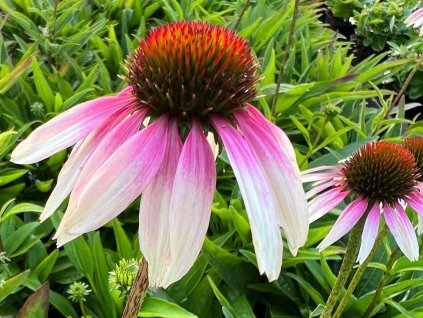 Echinacea purpurová Sombrero 'Special White Purple' - Echinacea purpurea Sombrero 'Special White Purple'