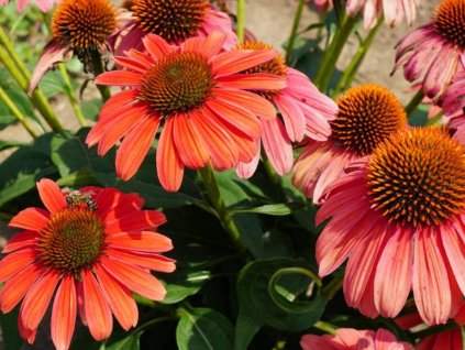 Echinacea purpurová Sombrero 'Tango Tangarine' - Echinacea purpurea Sombrero 'Tango Tangarine'