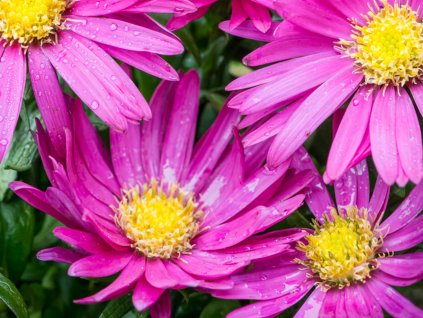 Astra krovitá 'Island Bahamas' - Aster dumosus 'Island Bahamas'