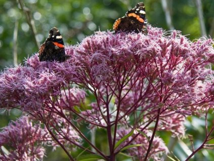 Konopáč škvrnitý 'Riesenschirm' - Eupatorium maculatum 'Riesenschirm'