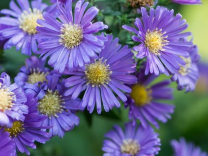 Astra krovitá 'Island Samoa' - Aster dumosus 'Island Samoa'