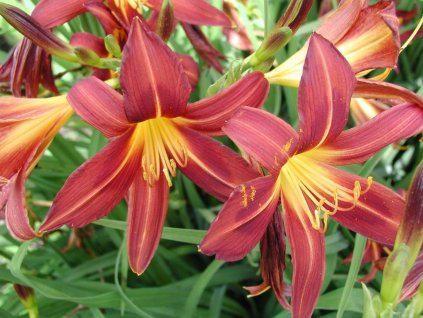 Ľaliovka 'Red Braun' - Hemerocallis 'Red Braun'