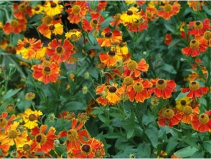 Helénium jesenné 'Hay Day Red Bicolour' - Helenium autumnale 'Hay Day Red Bicolour'