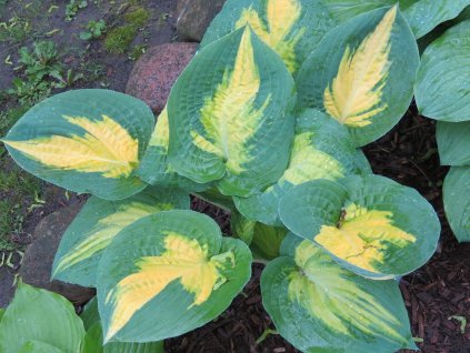 Hosta 'Forbidden Fruit' - Hosta 'Forbidden Fruit'