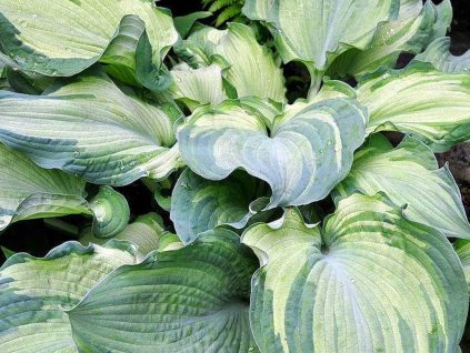 Hosta 'Guardian Angel' - Hosta 'Guardian Angel'