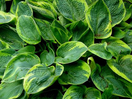 Hosta 'Tokudama Flavocircinalis' - Hosta 'Tokudama Flavocircinalis'