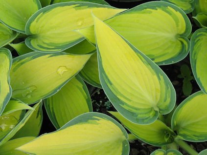 Hosta Sieboldova 'Golen Meadows' - Hosta Sieboldova 'Golen Meadows'
