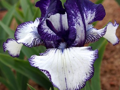 Kosatec nemecký 'Rare Edition' - Iris germanica 'Rare Edition'