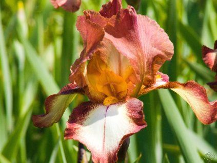 Iris Rimfire (2)