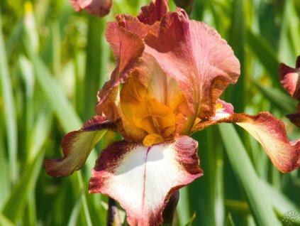 Iris Rimfire (2)